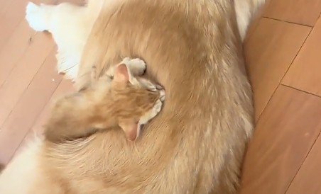 犬の背中で眠る子猫