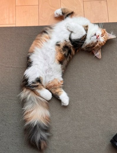 へそ天で寝る猫