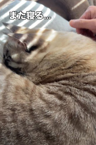 二度寝する猫