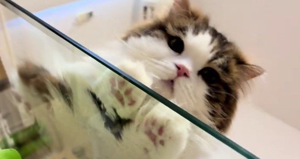 テーブルの下から見た猫