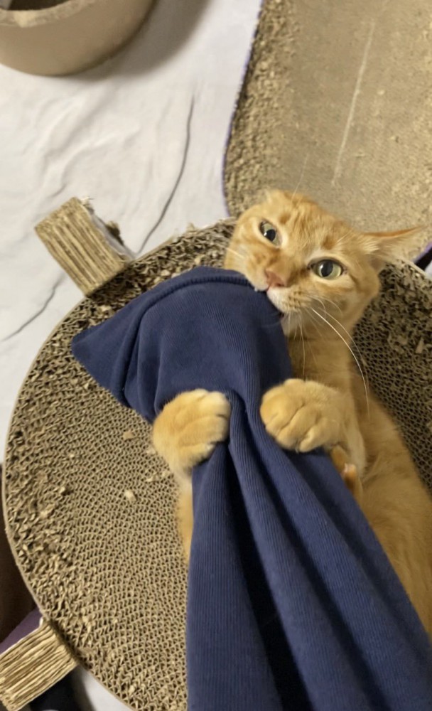 噛みつく猫