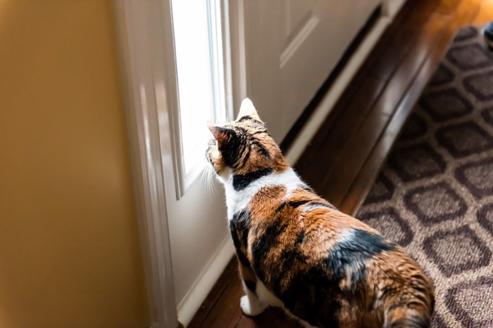 飼い主の帰りを待つ猫