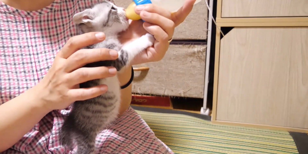 お腹が膨らんだ猫