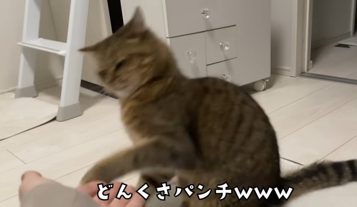 パンチを繰り出す猫