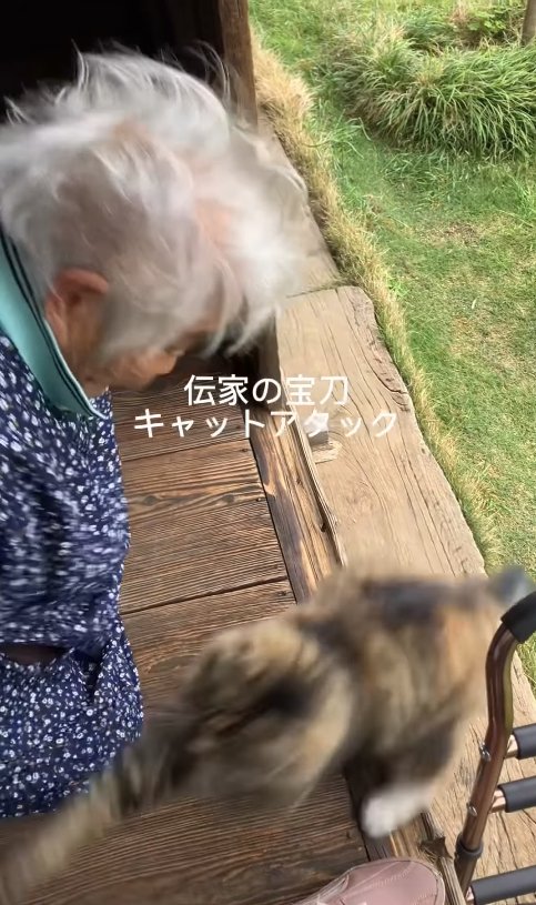 おばあちゃんの手元にパンチしている猫