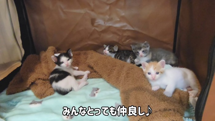 横になる子猫たち