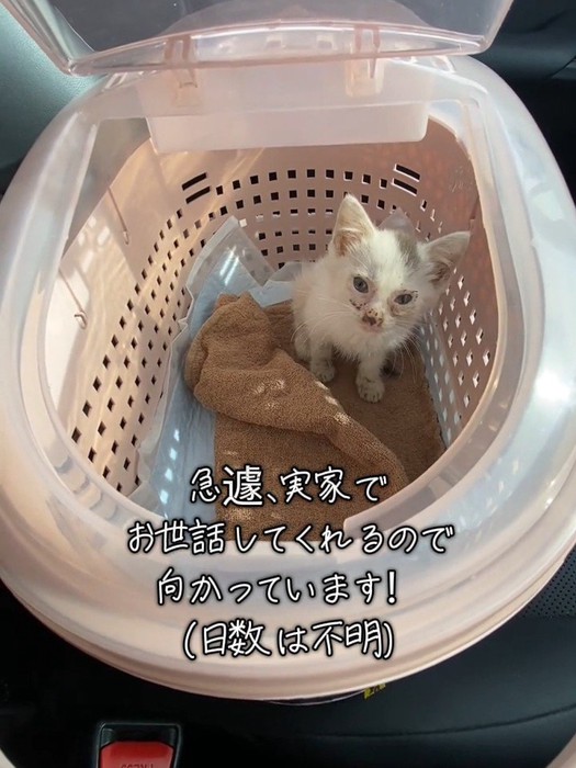 キャリーの中で座る子猫