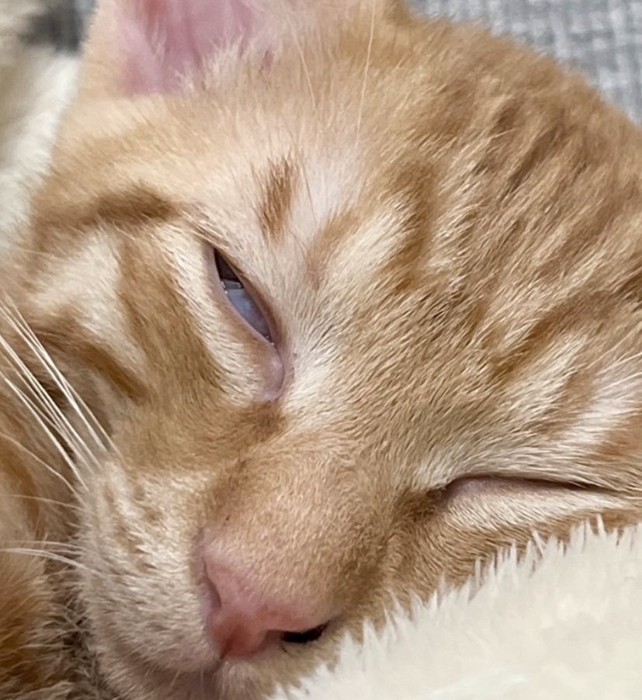 目を開けて熟睡する猫