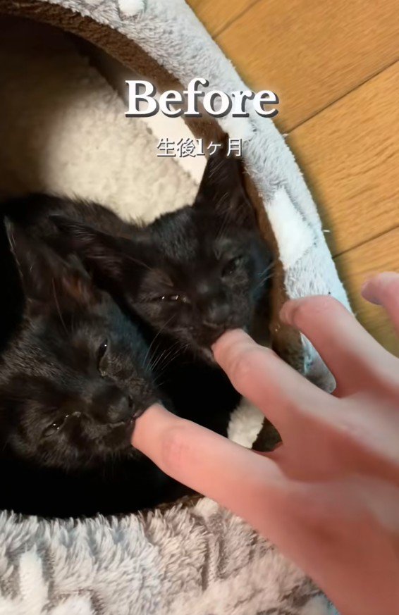 指をしゃぶる2匹の猫