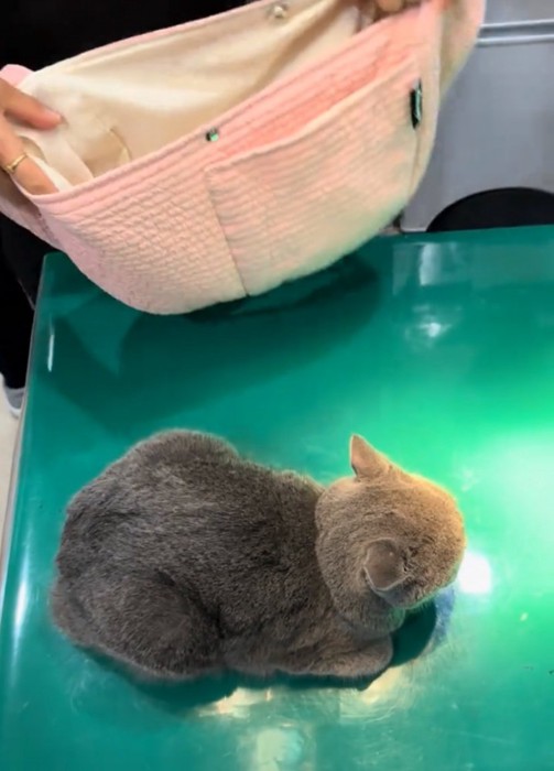 バッグを見せる