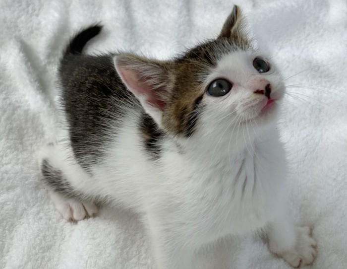 子猫の頃のセロイくん