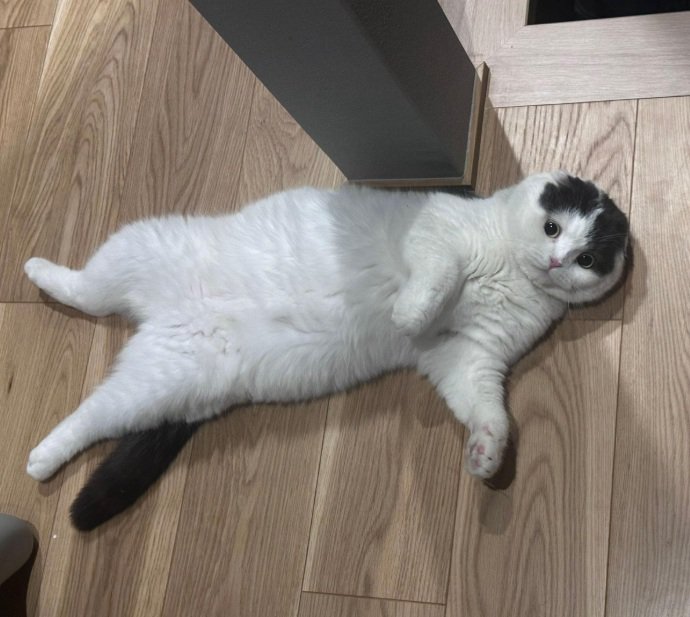 仰向けで寝ている猫