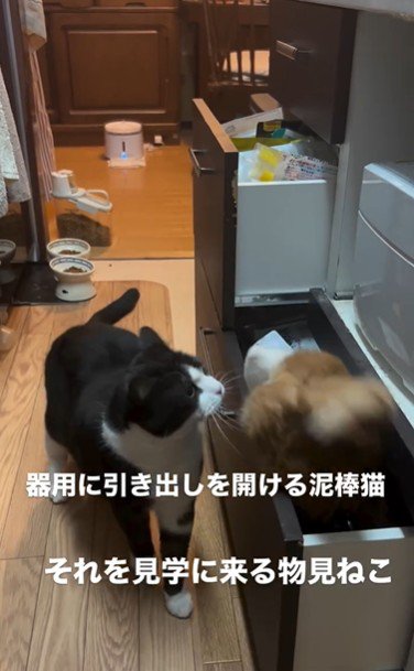 引き出しを開けている猫とそれを見ている猫