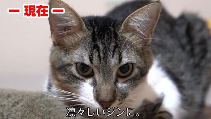 テロップ「凛々しいジンに」