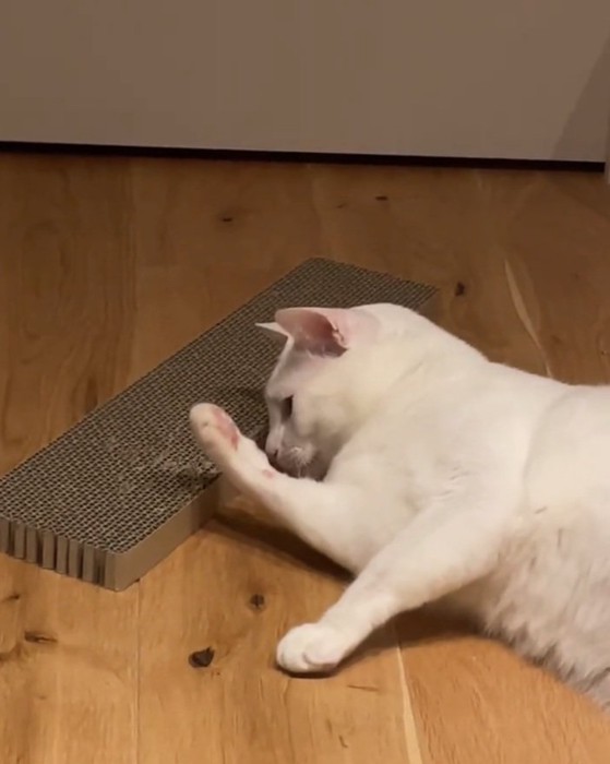 もう一度匂いを嗅ぐ猫