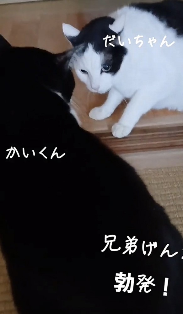 「兄弟げんか勃発!」のテロップ写真