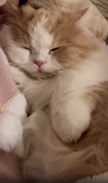 仰向けに寝る猫1