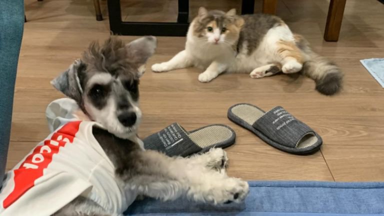 室内にいる猫と犬