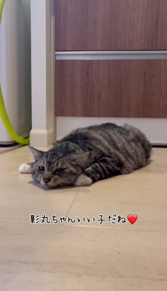 床に寝そべっている猫「影丸ちゃんいい子だね」の文字