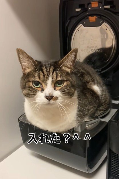 飼い主から声をかけられる猫