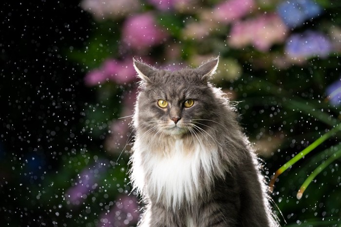 水に濡れる猫