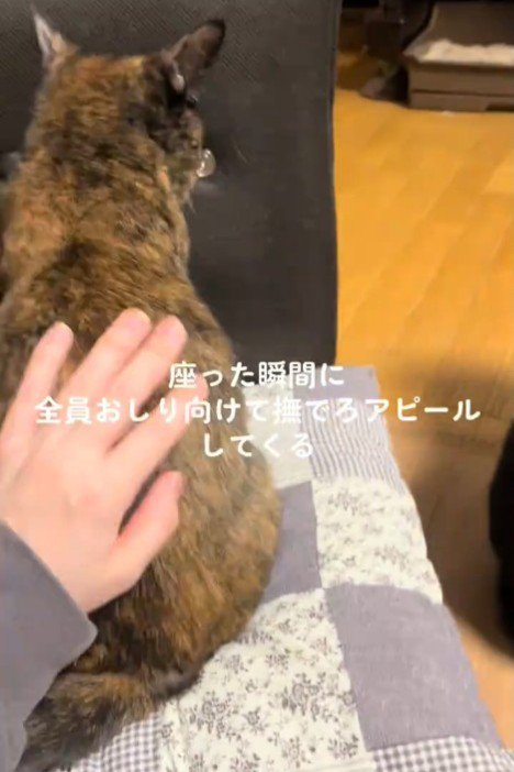 背中をなでられるサビ猫