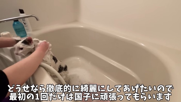 テロップ「どうせなから徹底的に~」