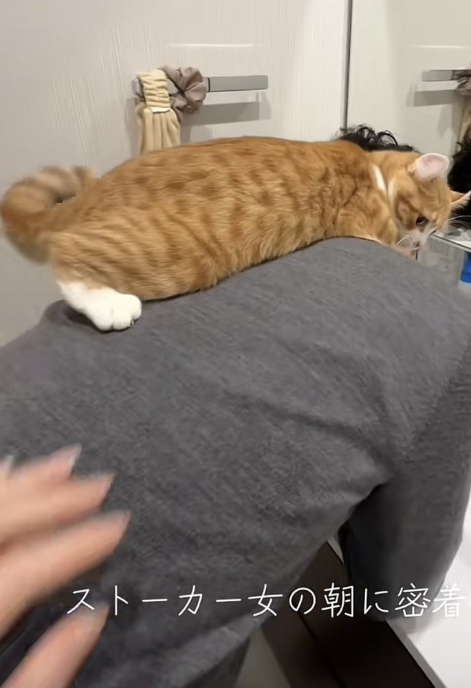 飼い主さんの背中に乗る猫の写真1-1