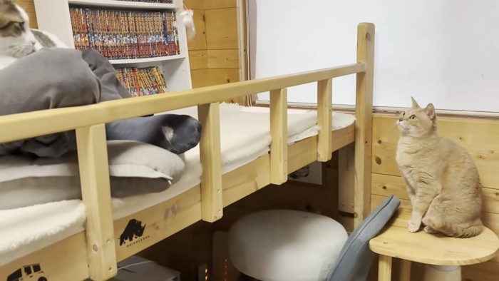 画像右端に茶トラさん