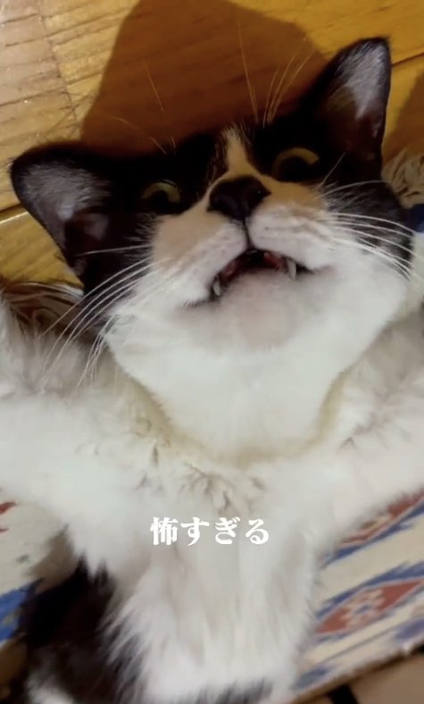 ヘソ天して口を開けているカメラ目線の猫（寄り気味）