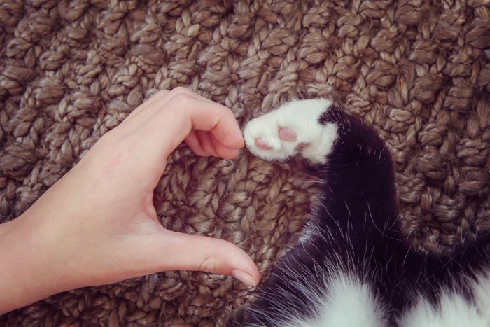 猫と指ハート