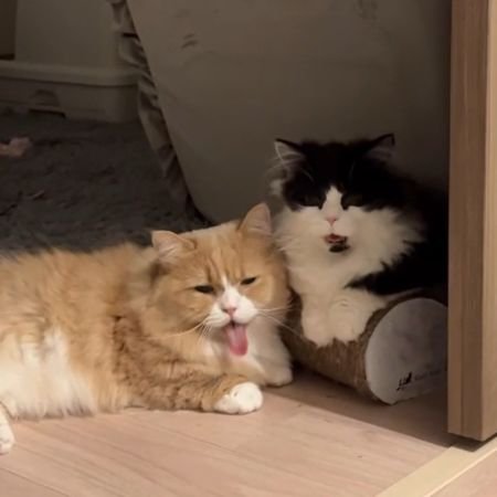 舌を出した茶白猫と少し口を開けた黒白猫