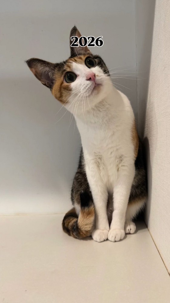 部屋の上の方を見つめる猫