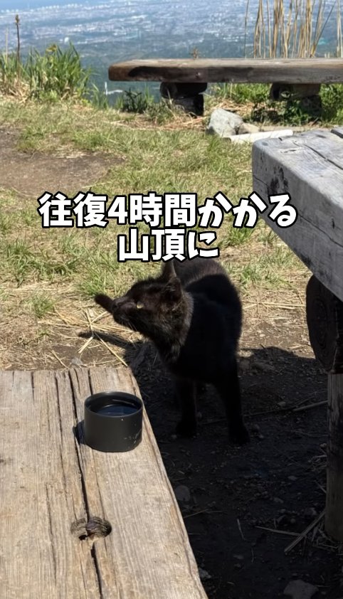 山頂のベンチの近くで画面左側を見つめる黒猫