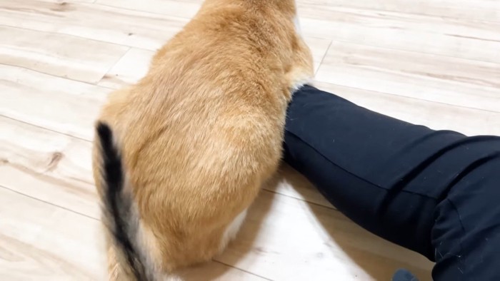 むぎくんの後ろ姿