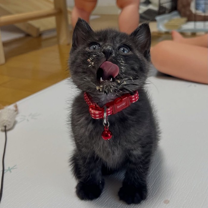口のまわりをなめる子猫