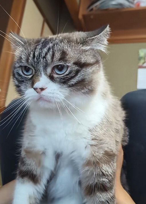 抱かれる猫