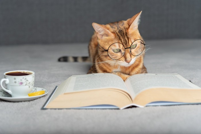 本を読む猫