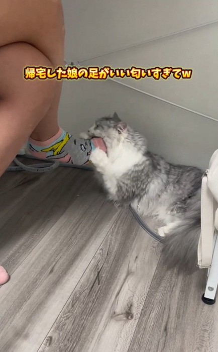 舐める猫
