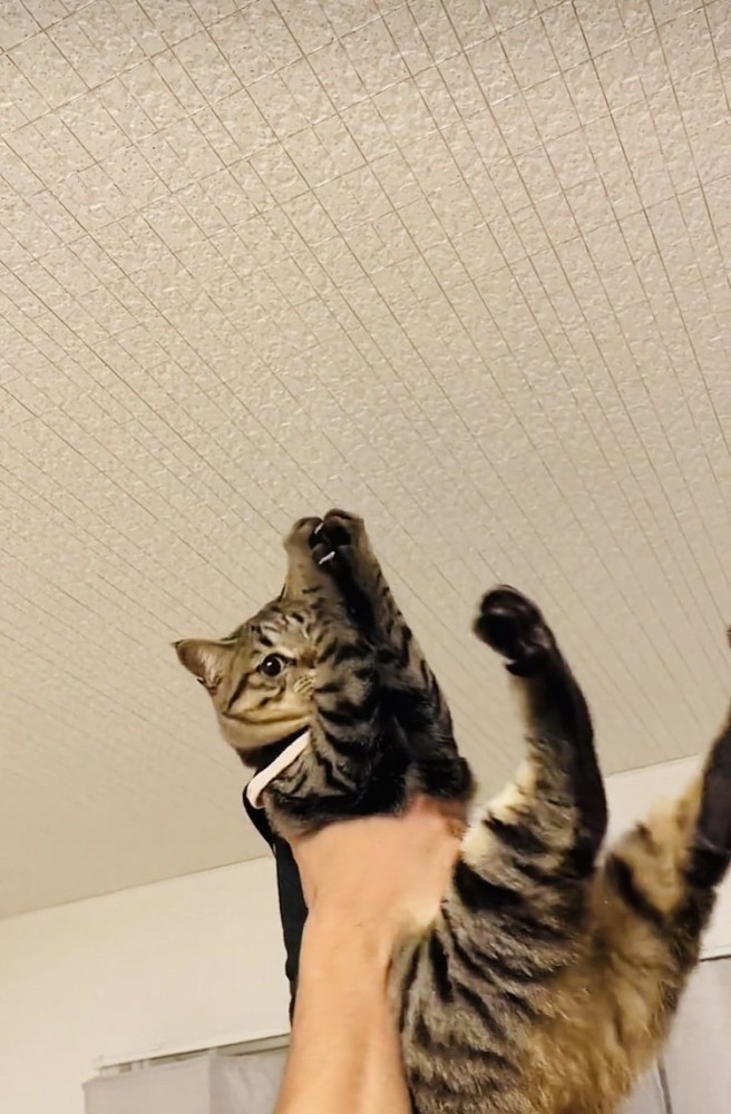 パパ抱っこしてもらい天井の虫を捕るキジトラ猫