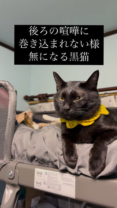 遠くを見つめる黒猫