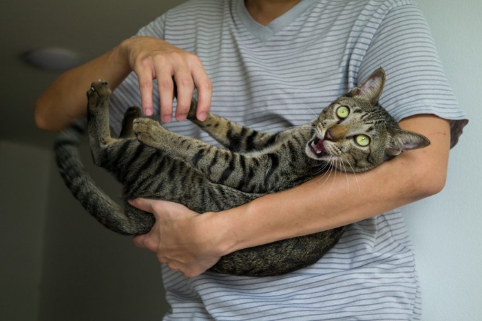 仰向けに抱かれて嫌がる猫