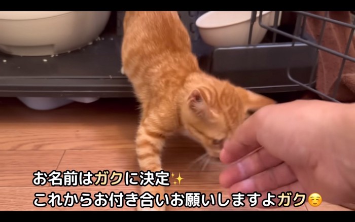 撫でられる子猫