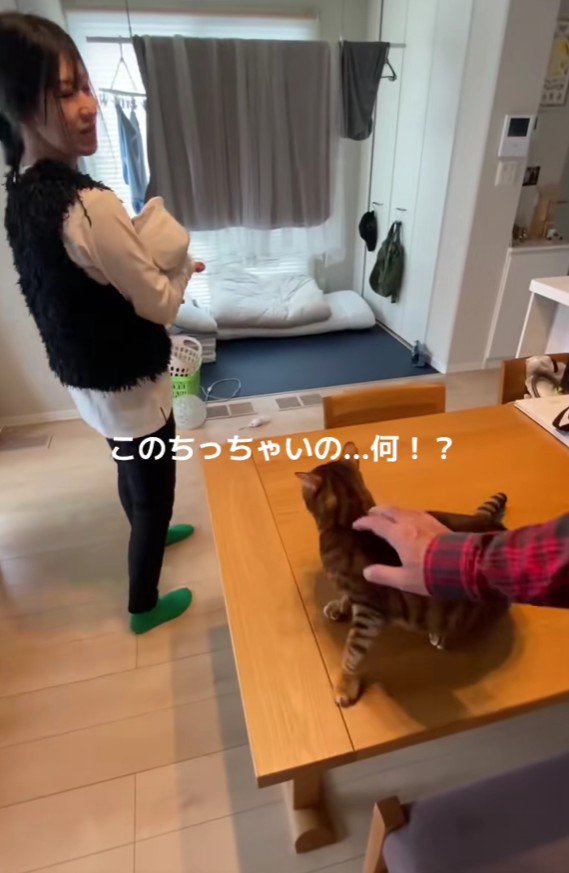 赤ちゃんを抱っこした女性と猫