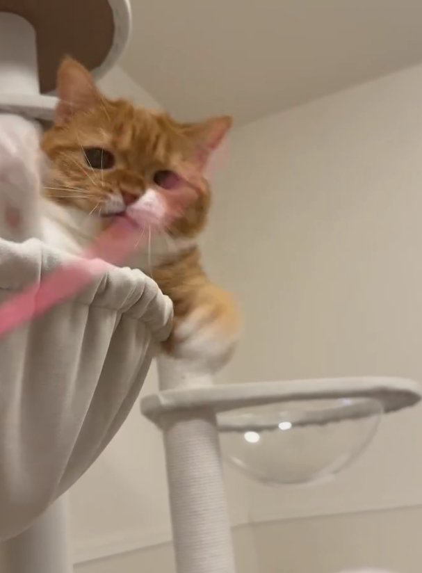 猫じゃらしで遊んでいる猫