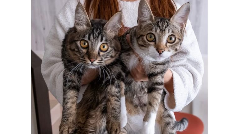 抱かれている猫