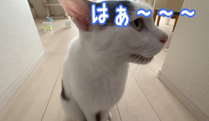 「はぁ～～～」と言っている猫