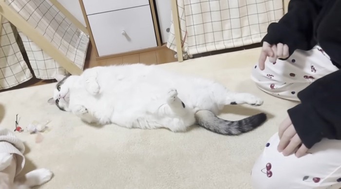 仰向けで寝転がっている猫