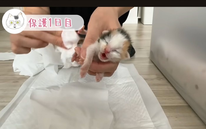 排泄する猫