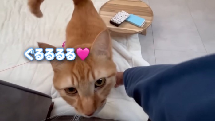 テロップ「ぐるるるる」